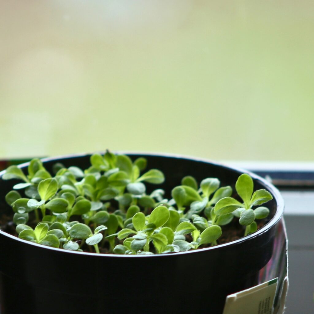 Aster seed Sowing