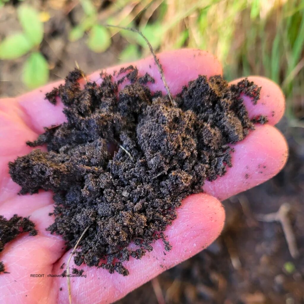 Aster soil Preparation