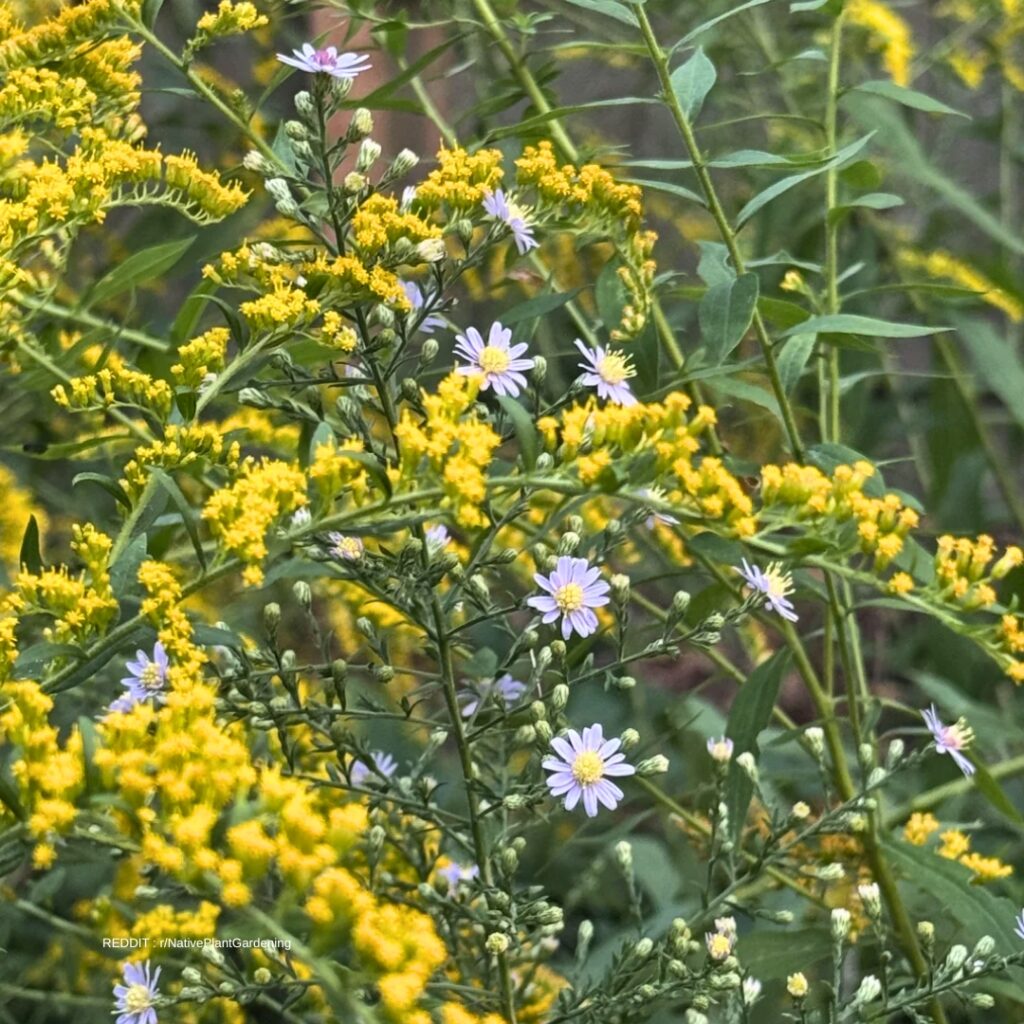 Aster with goldenrod 1