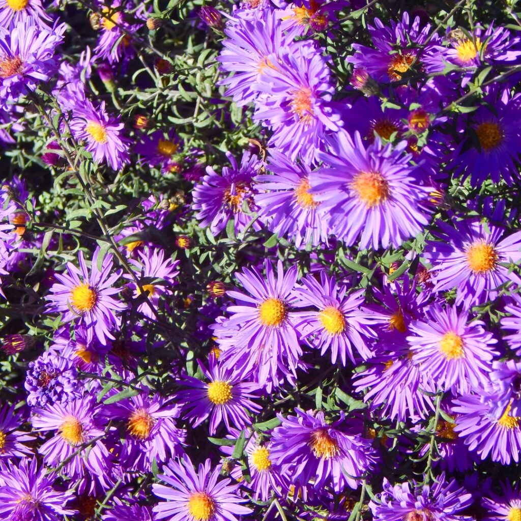 Asters Pruning