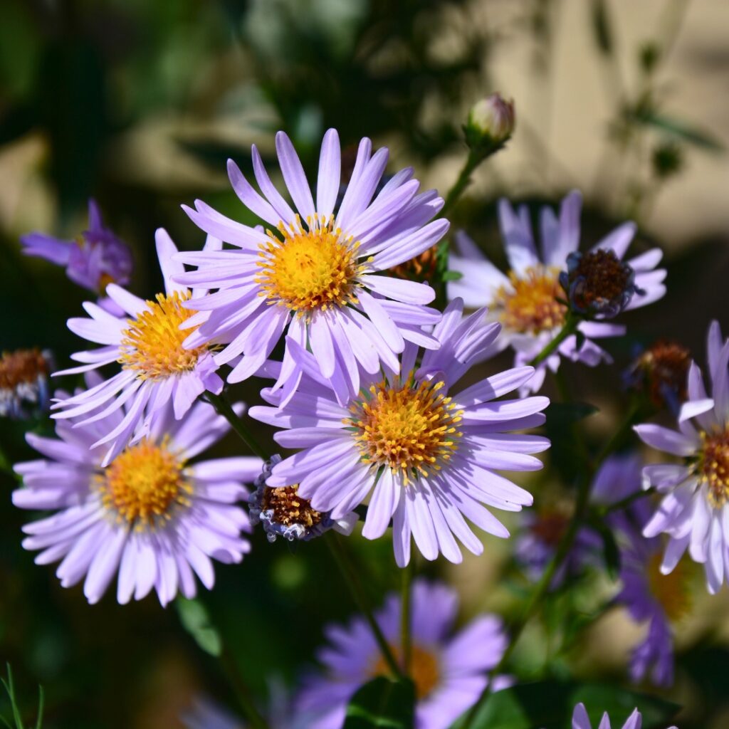 Asters in sunlight 1 1