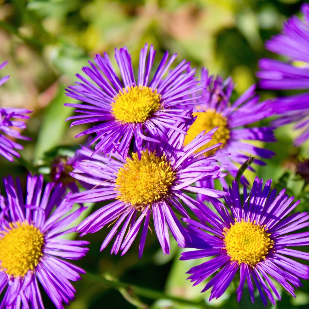 Asters in sunlight