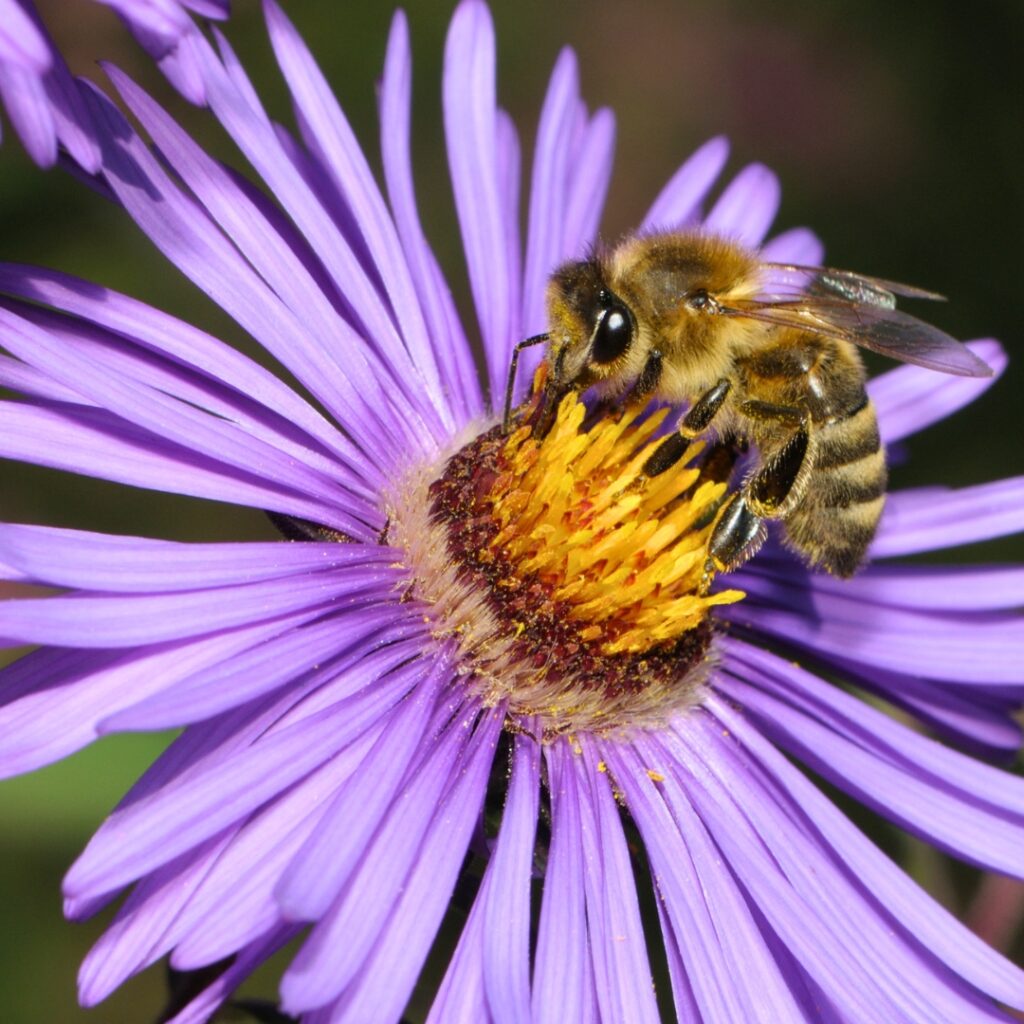 Bee on Aster