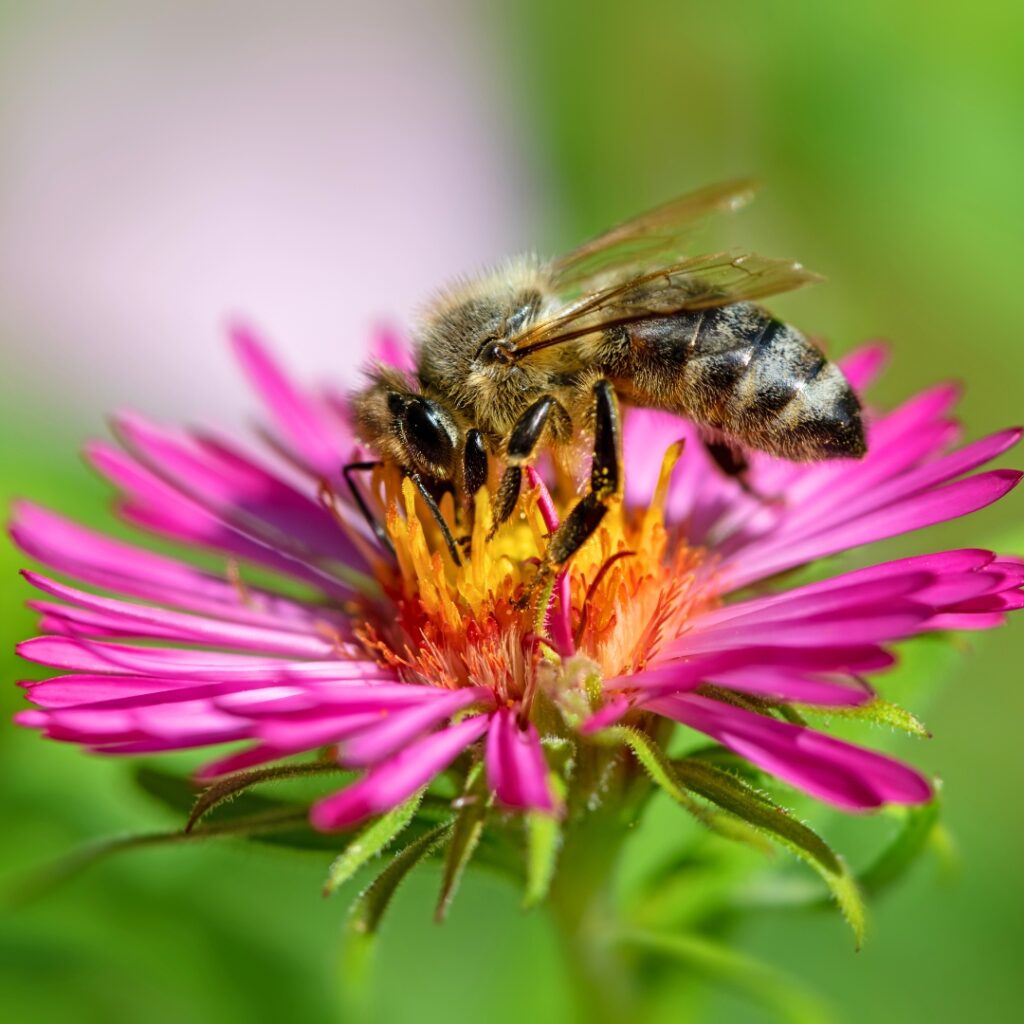 Bee on Aster flower