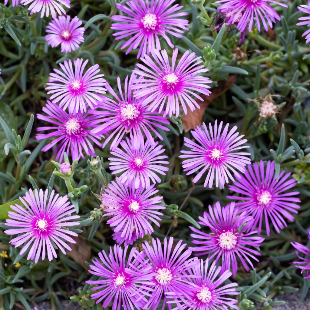 Blooming Aster Flower