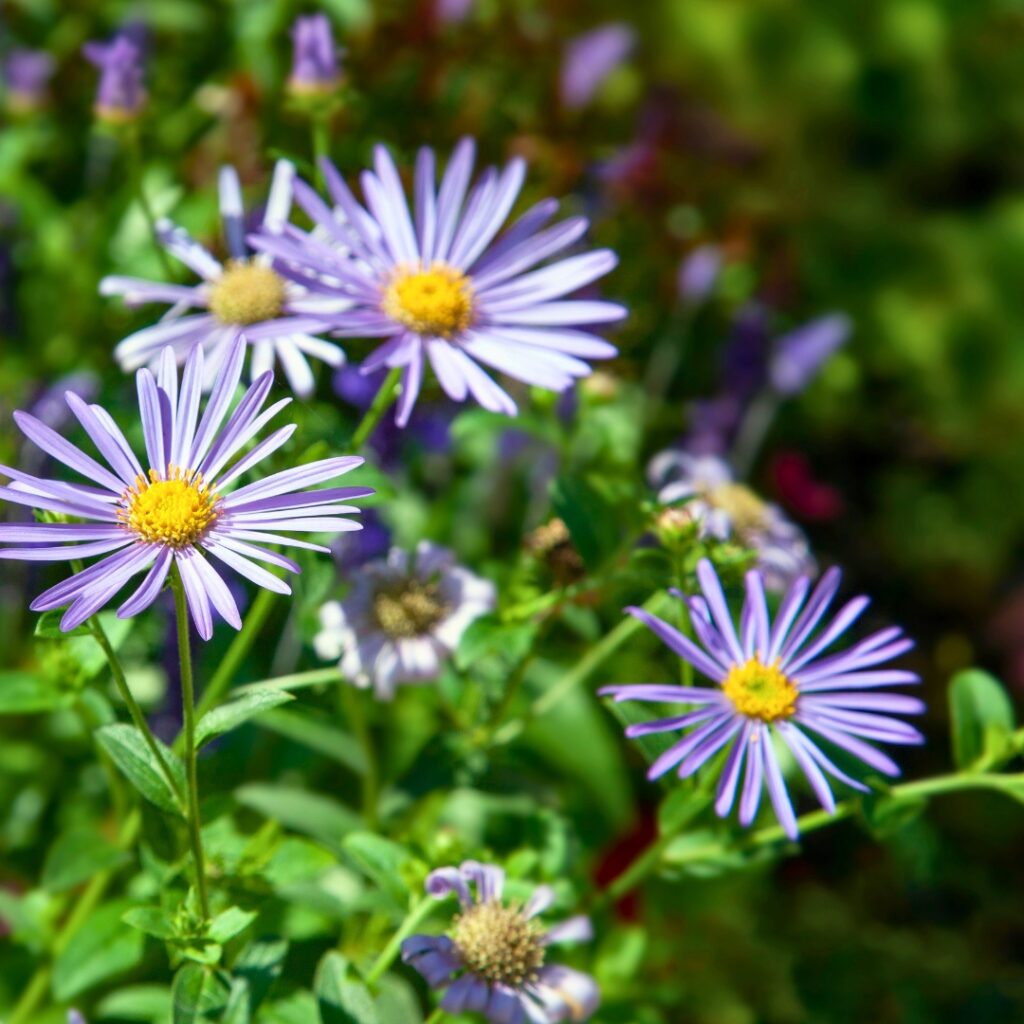 Blue wood aster flower 1