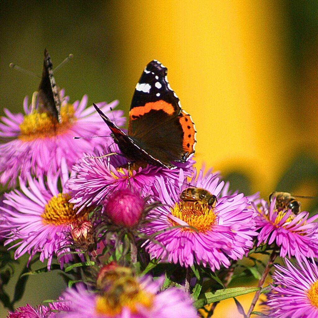 Butterflies on Asters