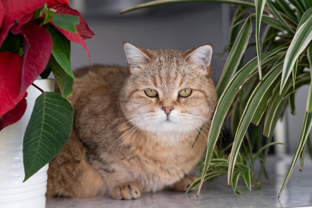 Cats near Poinsettia