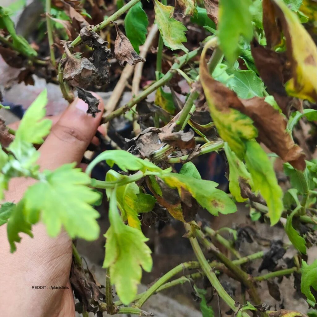 Chrysanthemum Leaves turning Yellow