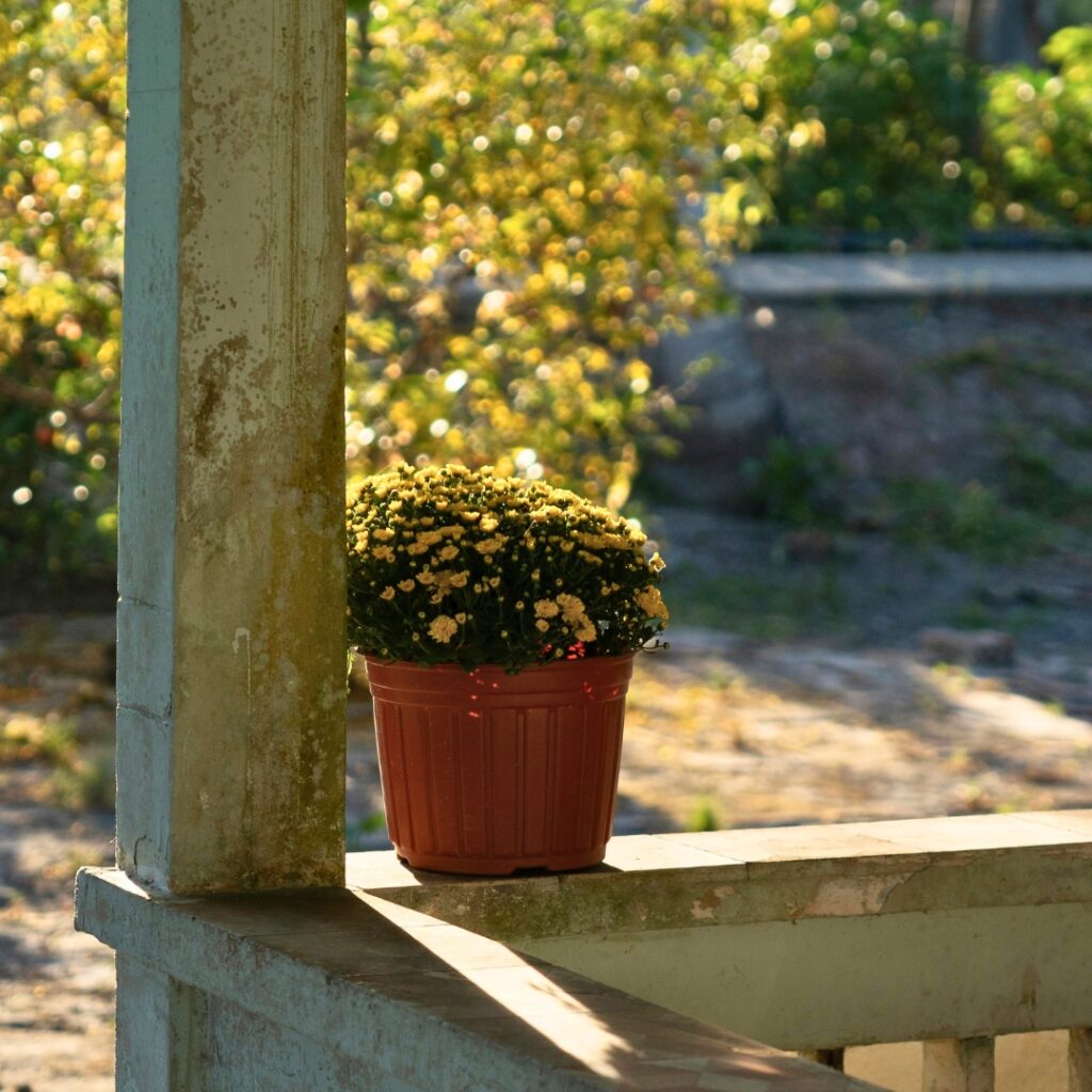 Chrysanthemum in a pot