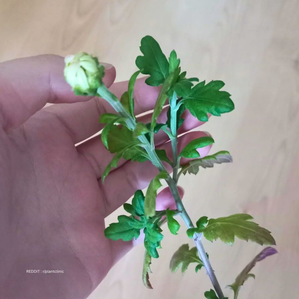 Chrysanthemums leaves Nutrient Deficiencies