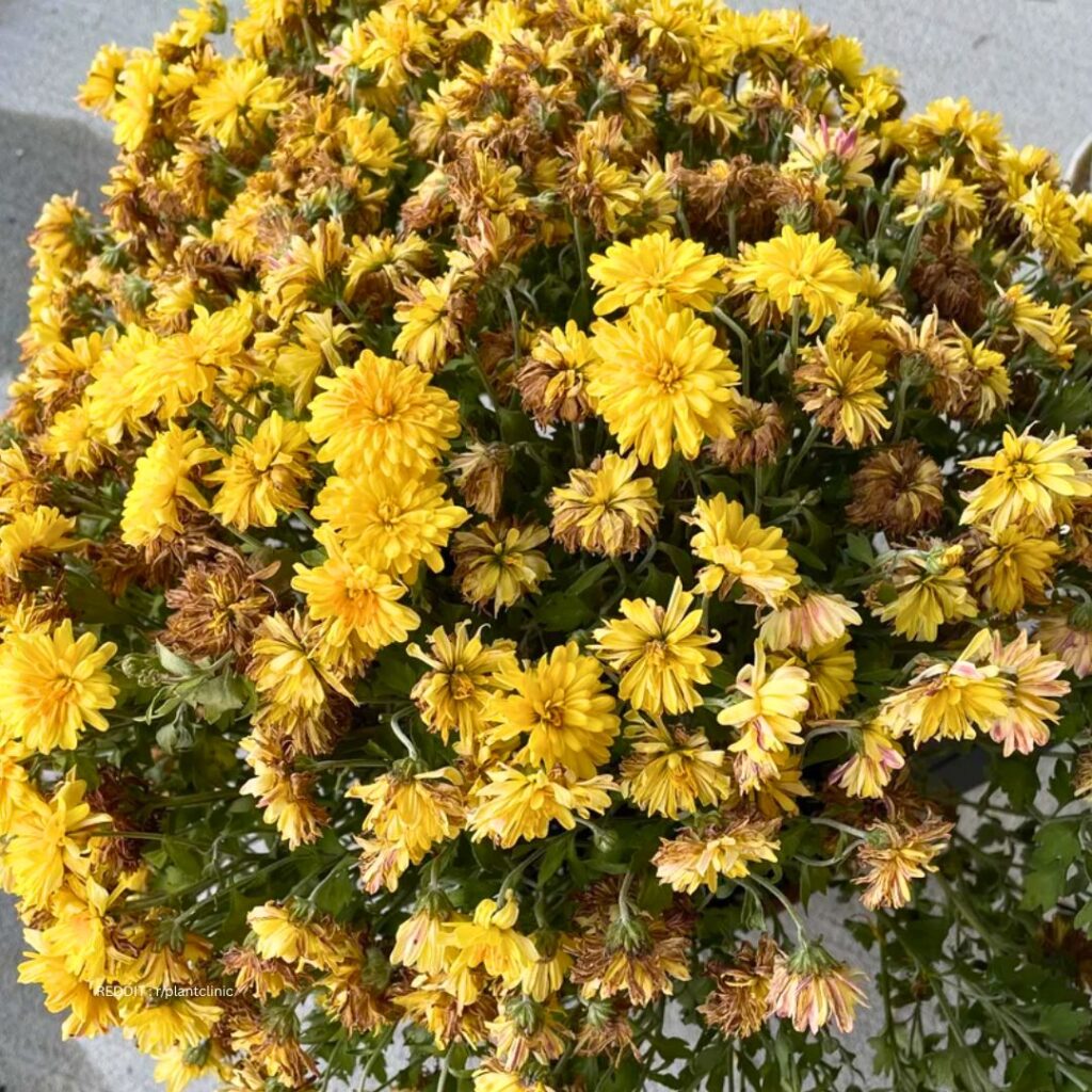 Chrysanthemums leaves turning yellow