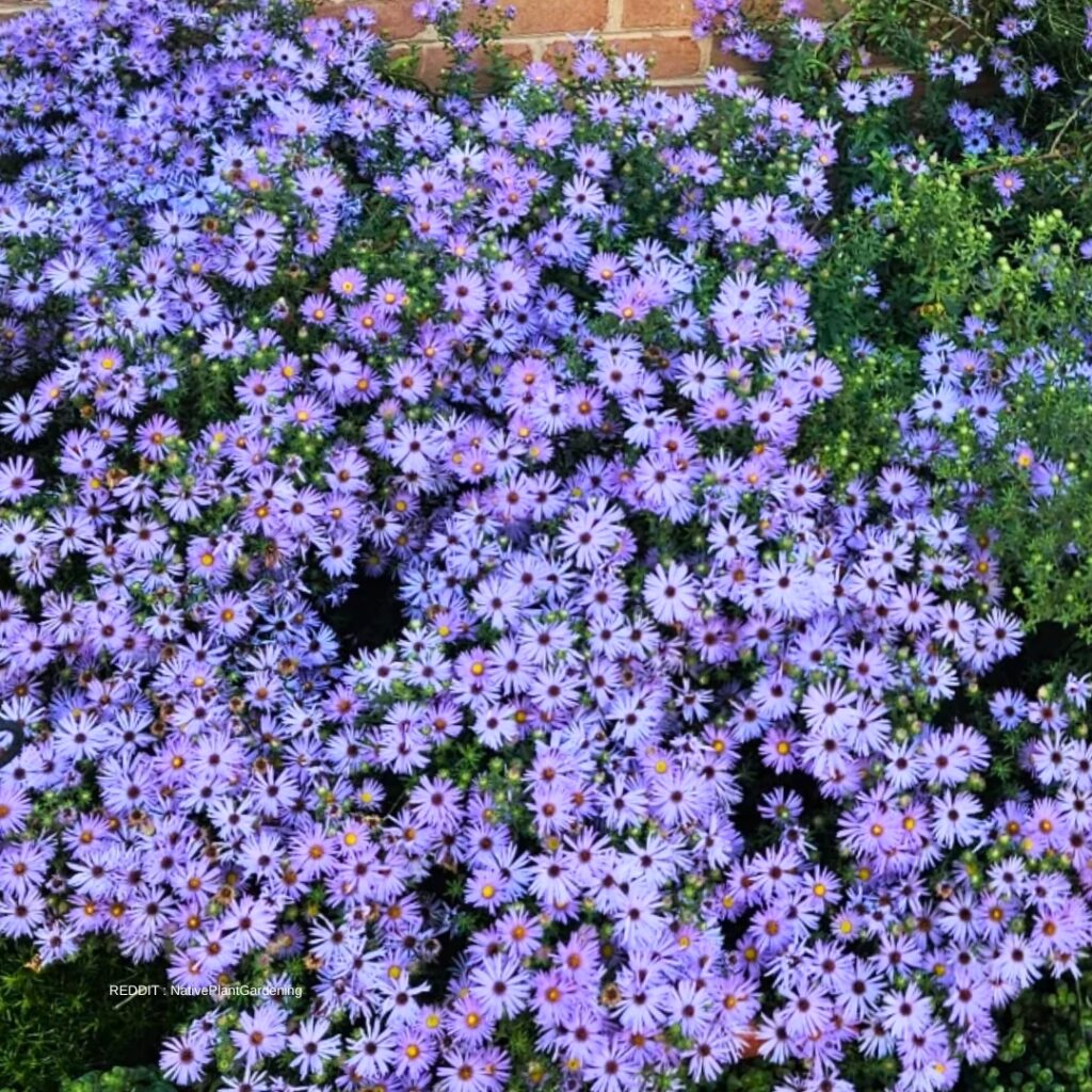 Cultivating Asters