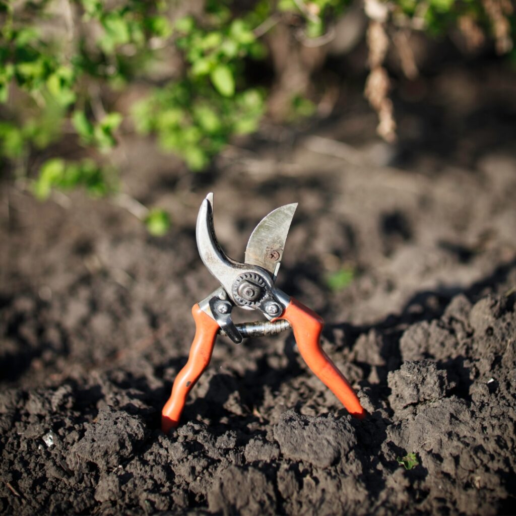 Dull pruning sheers