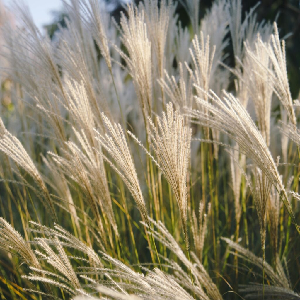 Feather Reed Grass