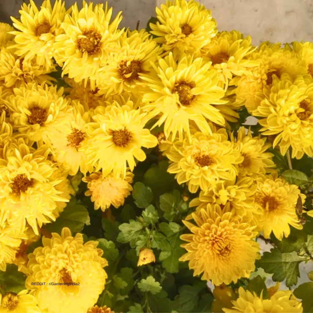 Fertilizing Chrysanthemum 1