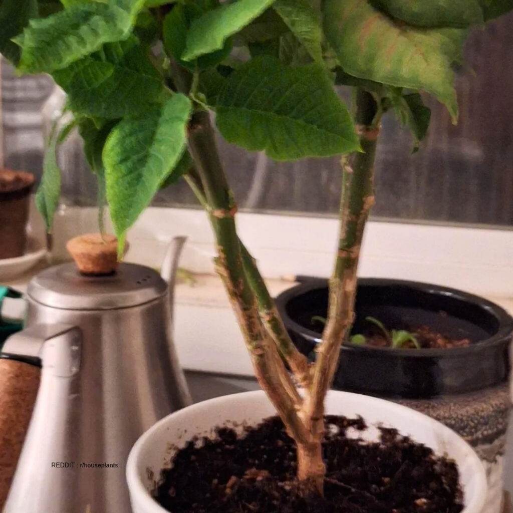 Fertilizing Poinsettia plant