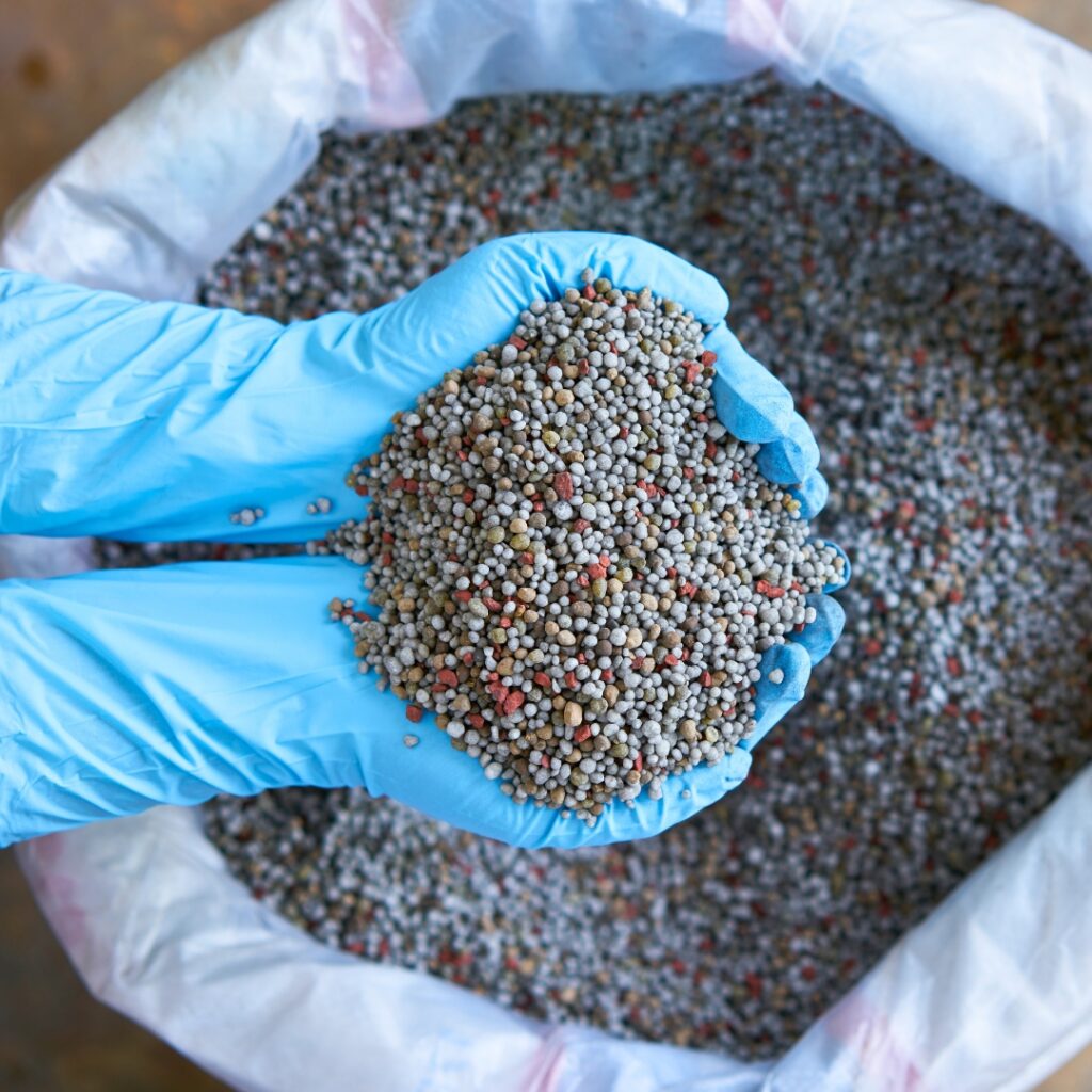 Granular Fertilization In Chrysanthemum