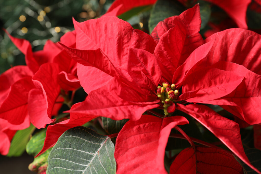 Healthy Poinsettia