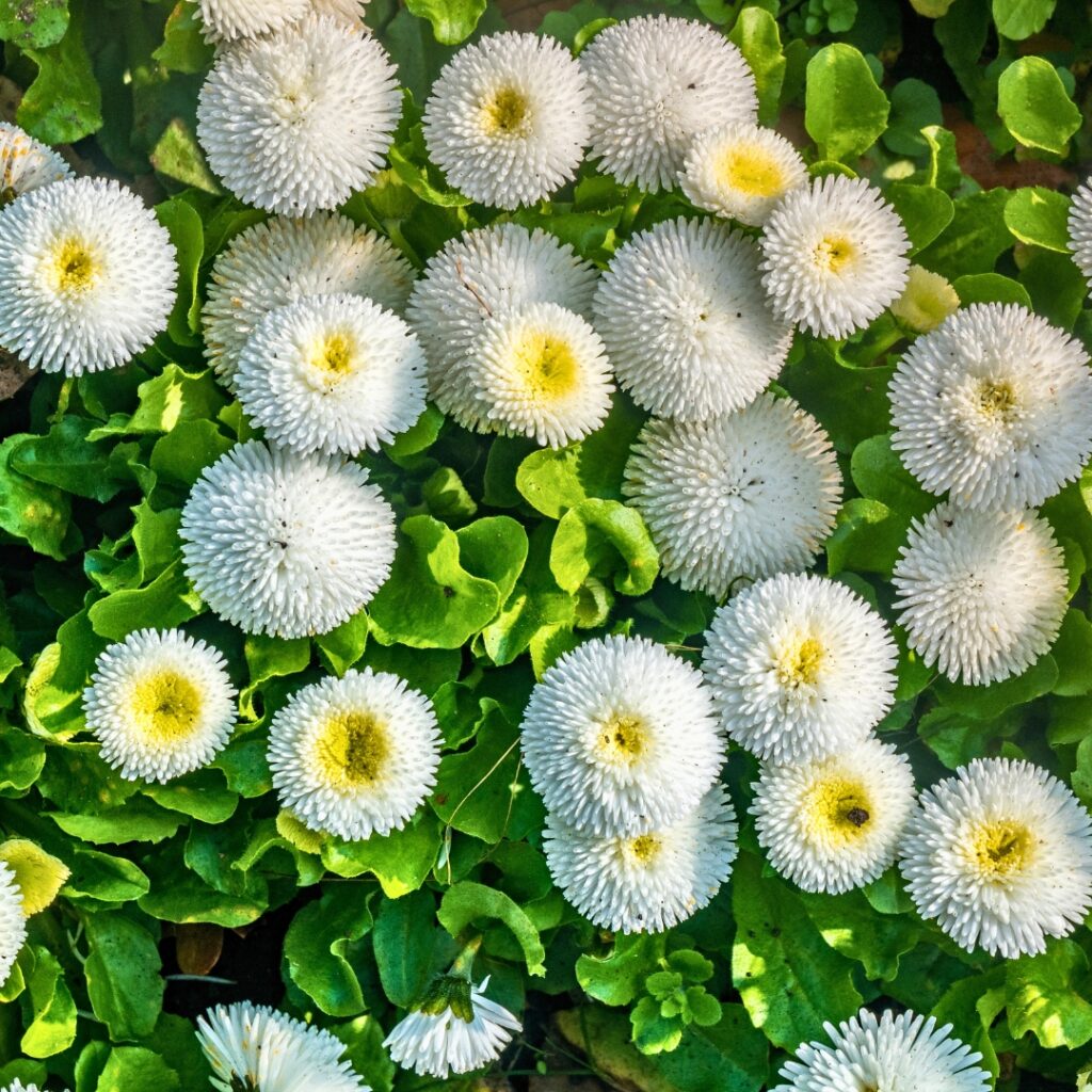Matsumoto Aster Flower