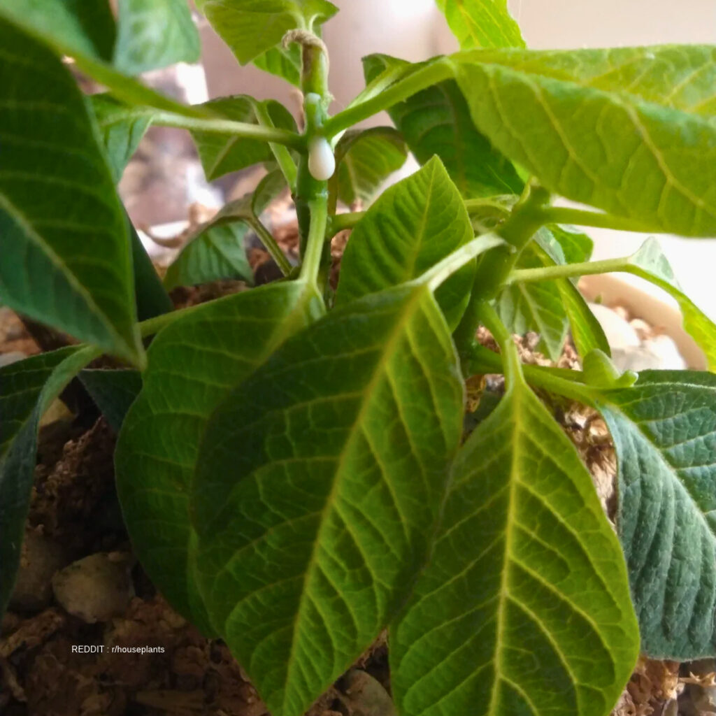 Milky White Sap on Poinsettia