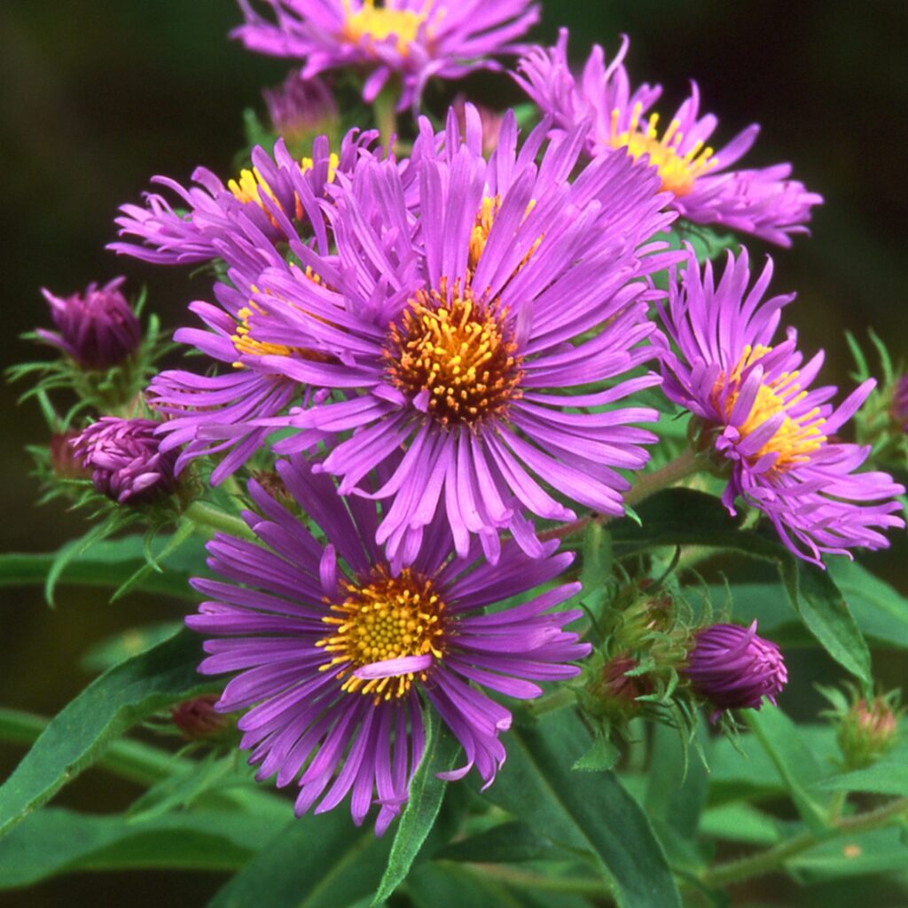 New England Asters