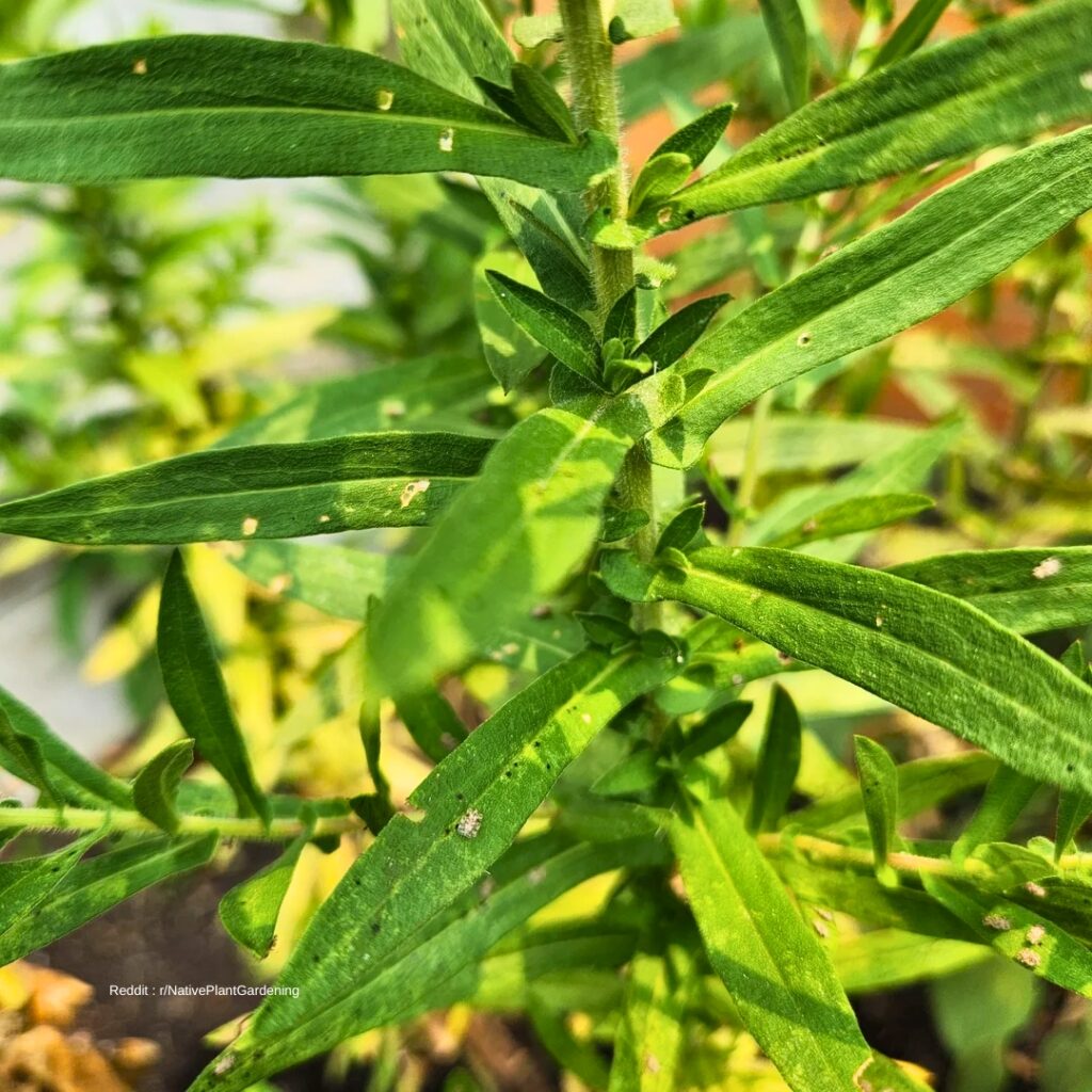 Pale Aster Leaves