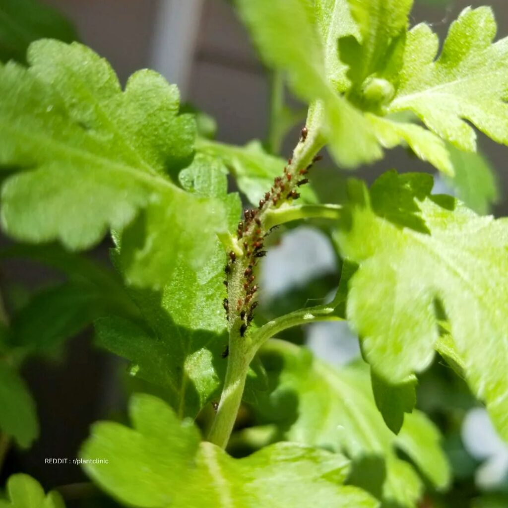 Pests on Chrysanthemums leaves