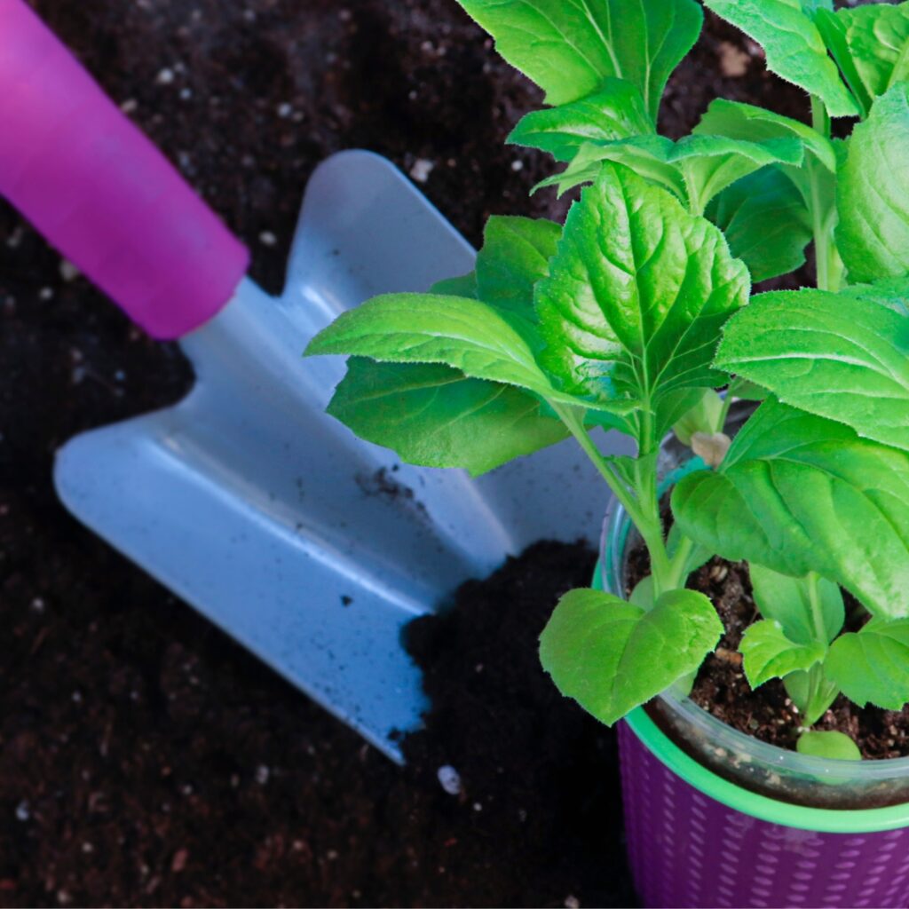 Planting Aster Flower