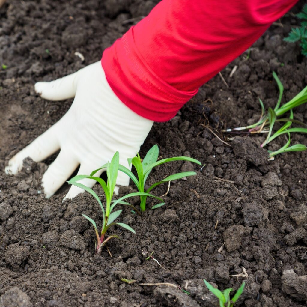 Planting Asters in garden