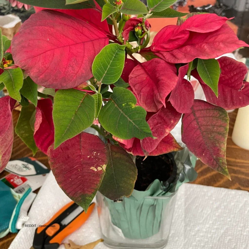 Planting Poinsettia