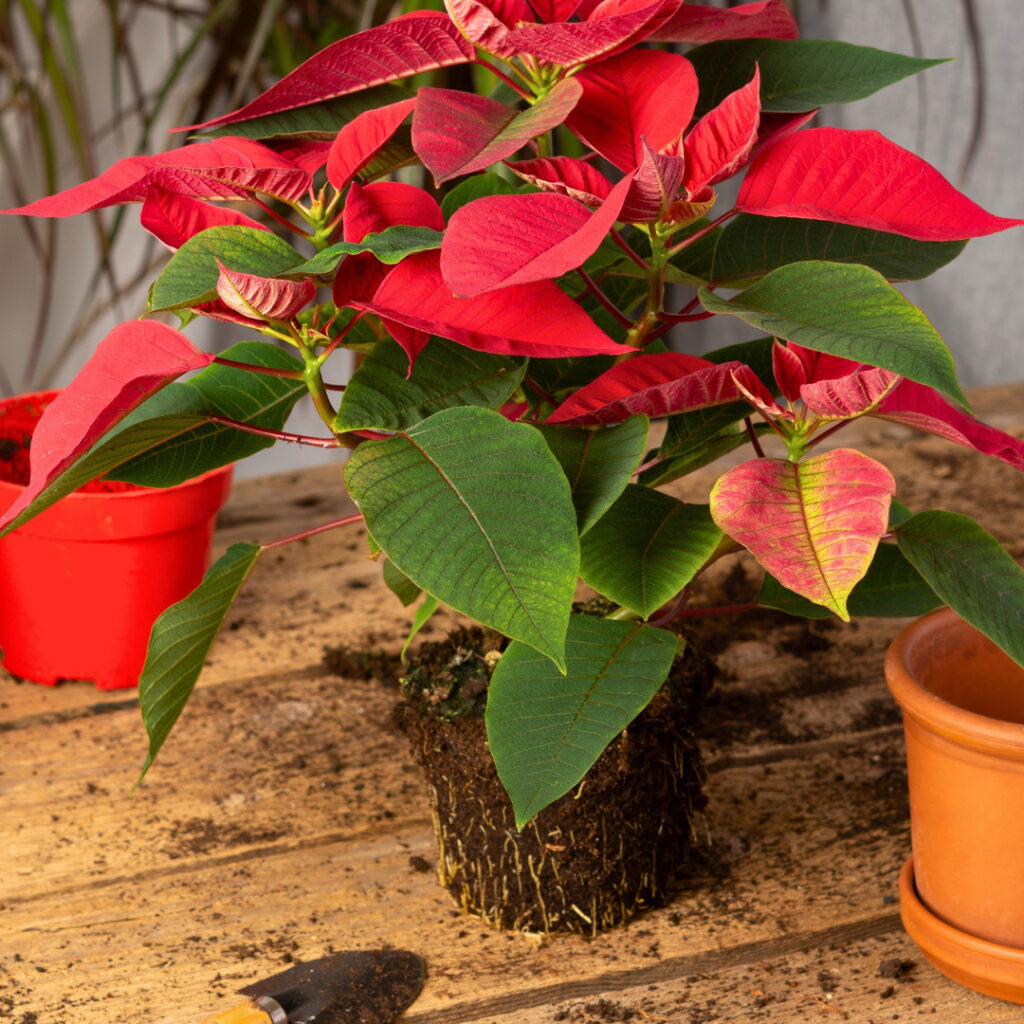 Planting Poinsettia 1