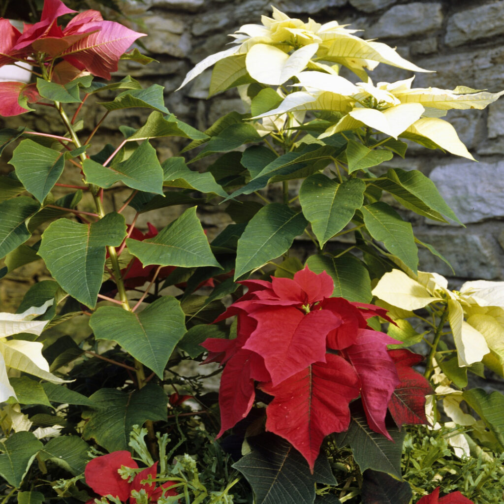 Planting Poinsettia outdoor 1
