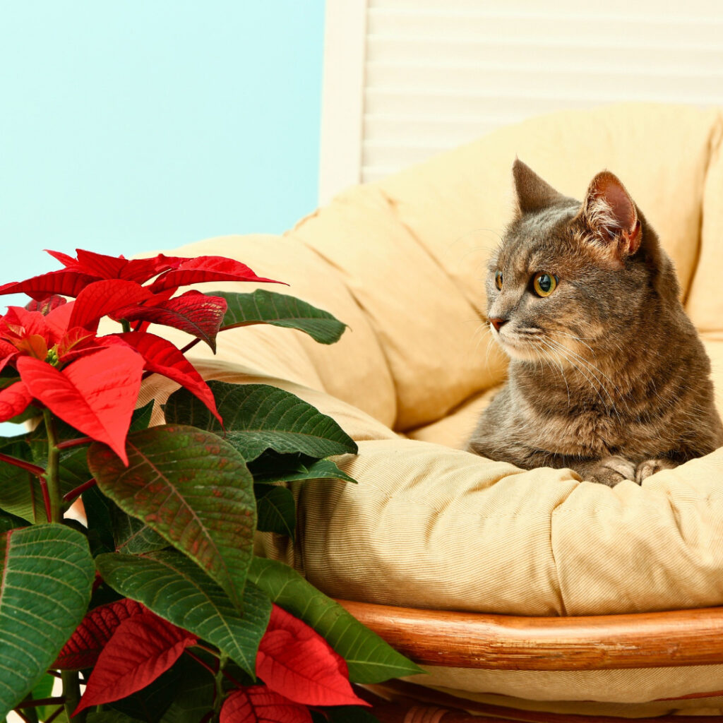 Planting Poinsettia outdoor 2
