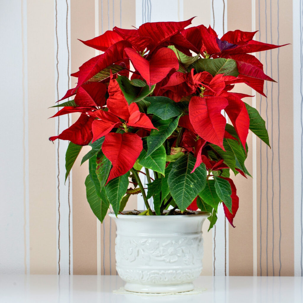 Poinsettia Care Guide