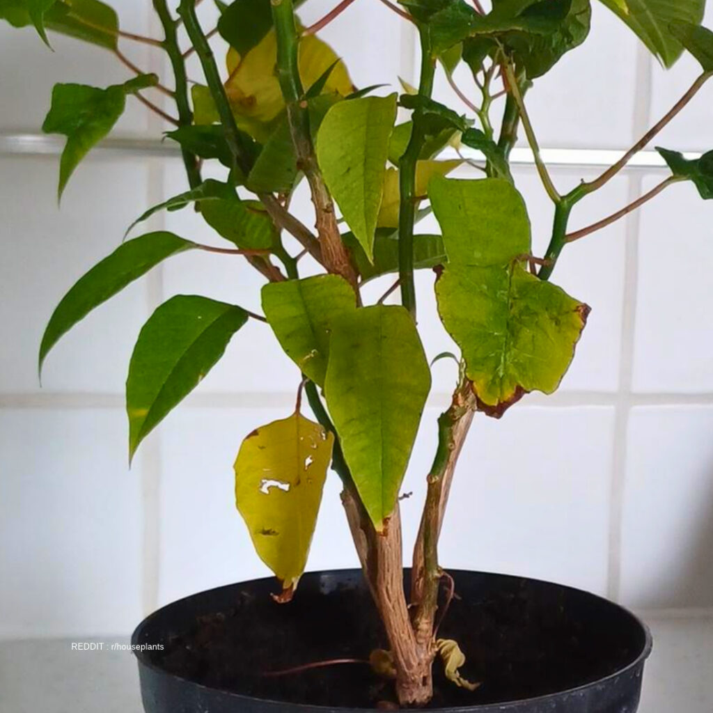 Poinsettia Leaves Falling Off 1