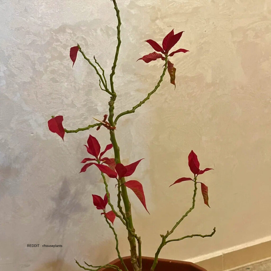 Poinsettia Leaves Falling Off