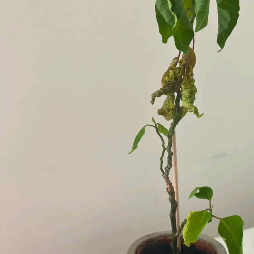 Poinsettia Overwatering