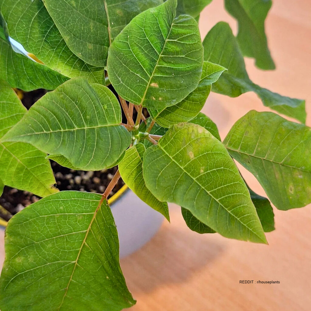 Poinsettia Pest