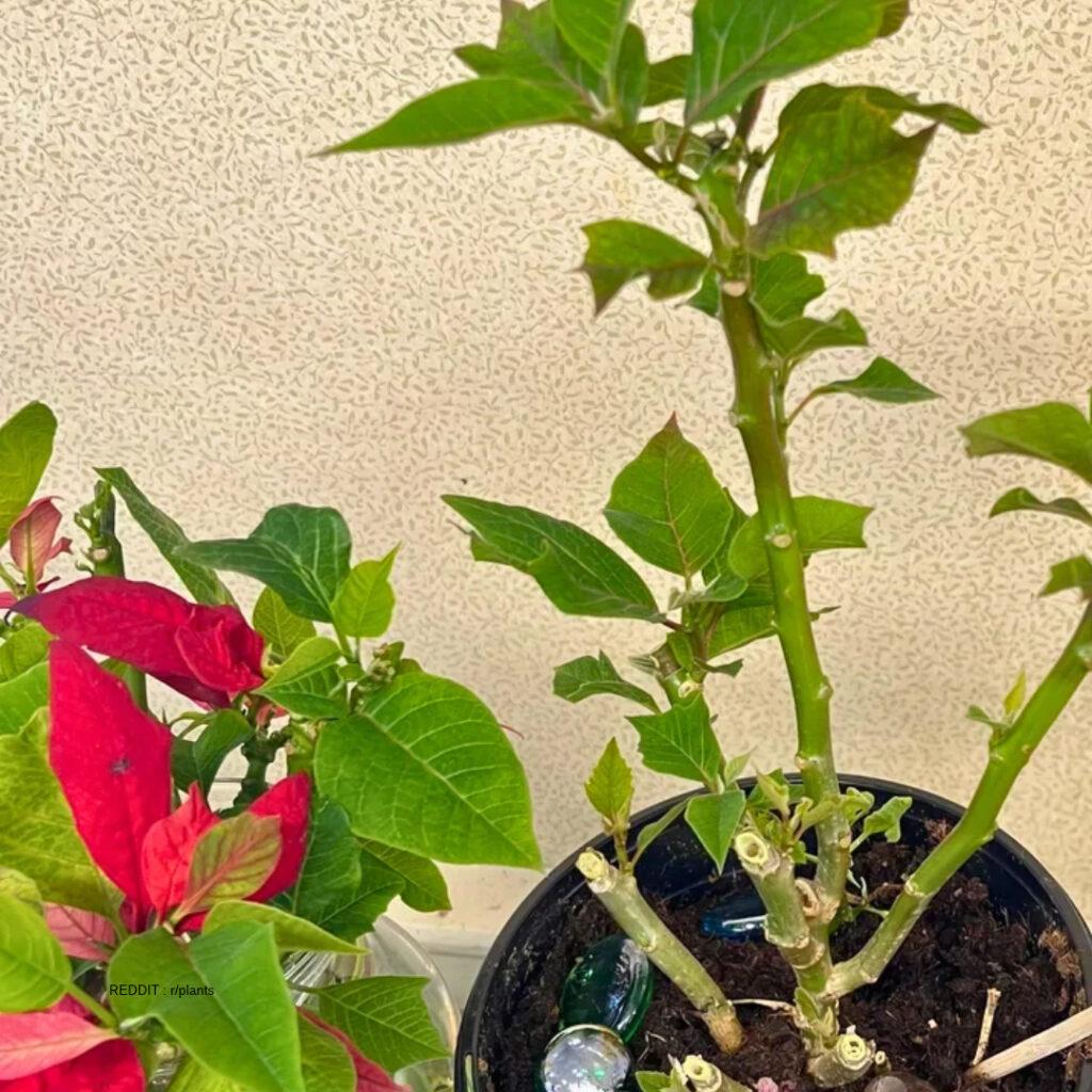 Poinsettia Soil