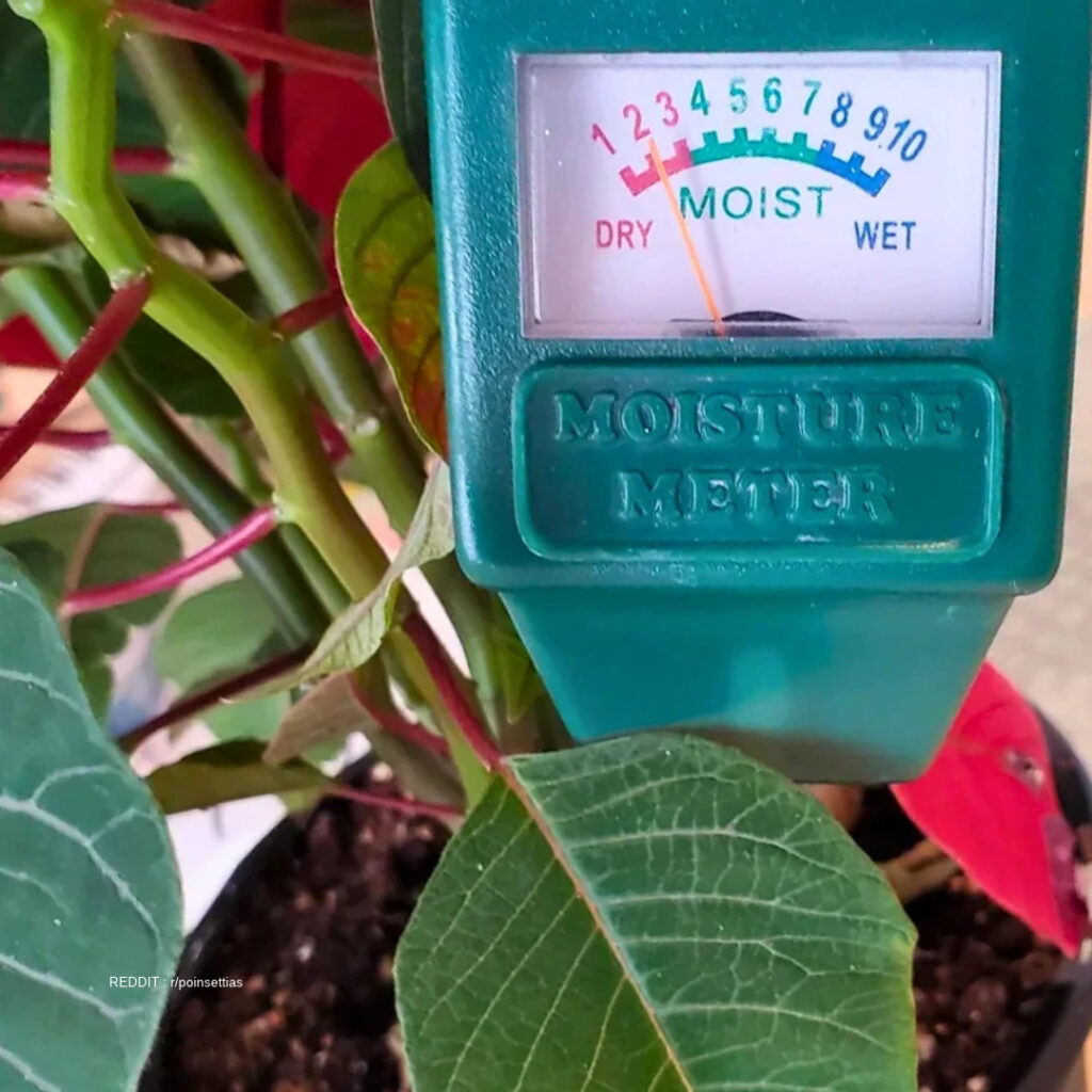 Poinsettia Watering