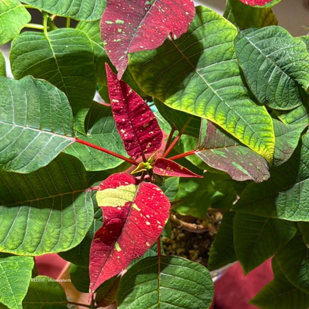 Poinsettia in darkness