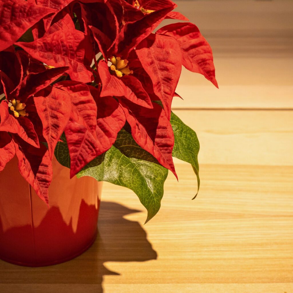 Poinsettia in minimal light