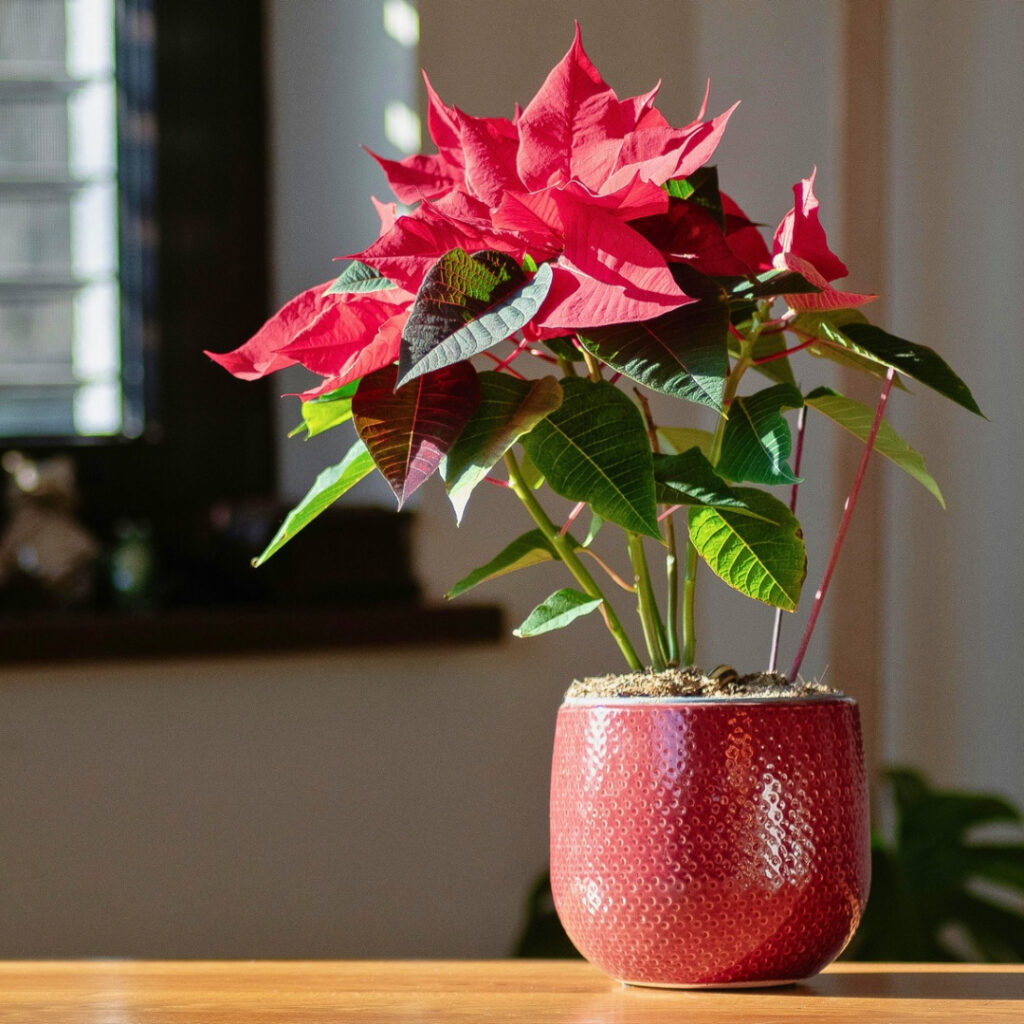 Poinsettia in pot