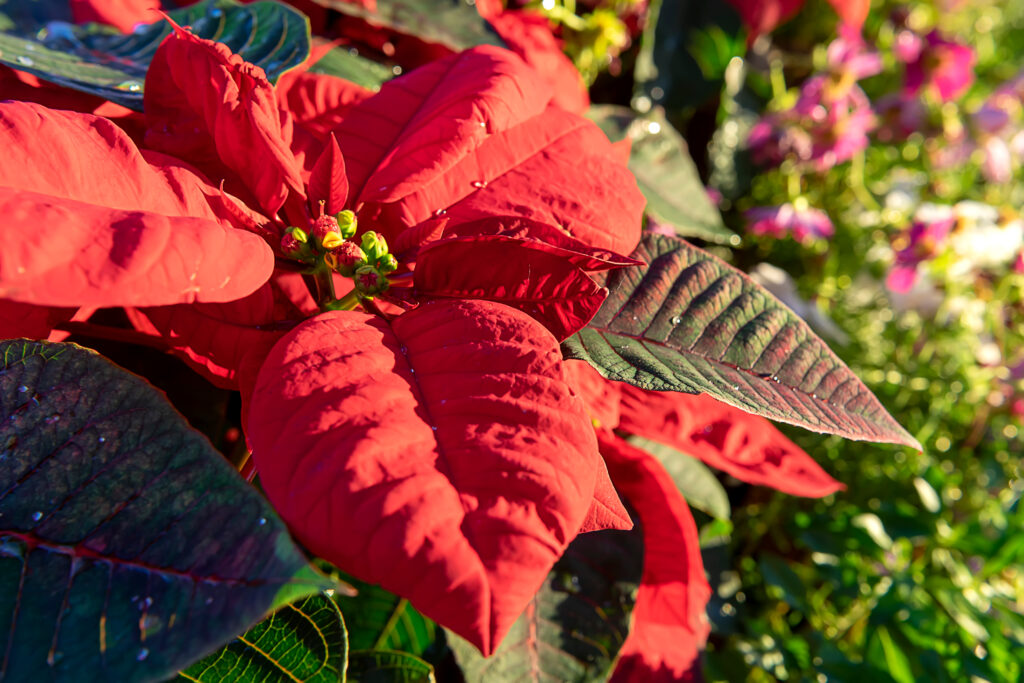 Poinsettia in sunlight