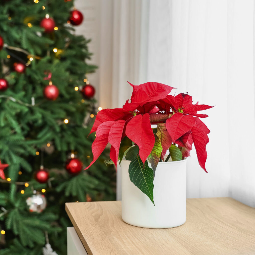 Poinsettia indoor 1