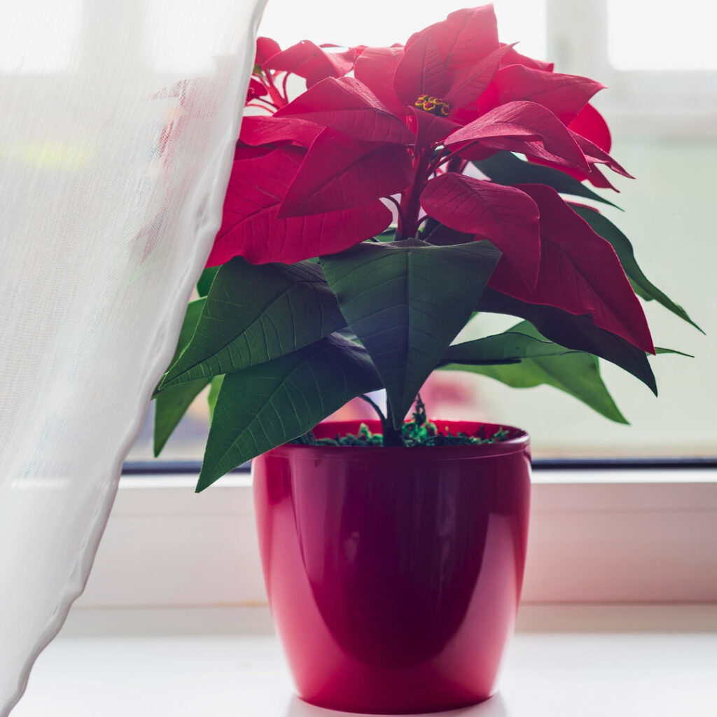 Poinsettia indoor