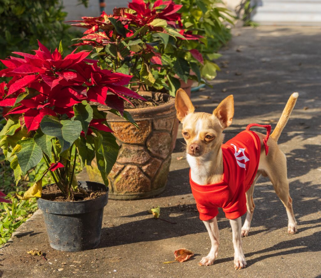 Poinsettia near dogs