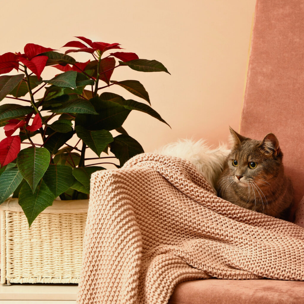 Poinsettia near pets