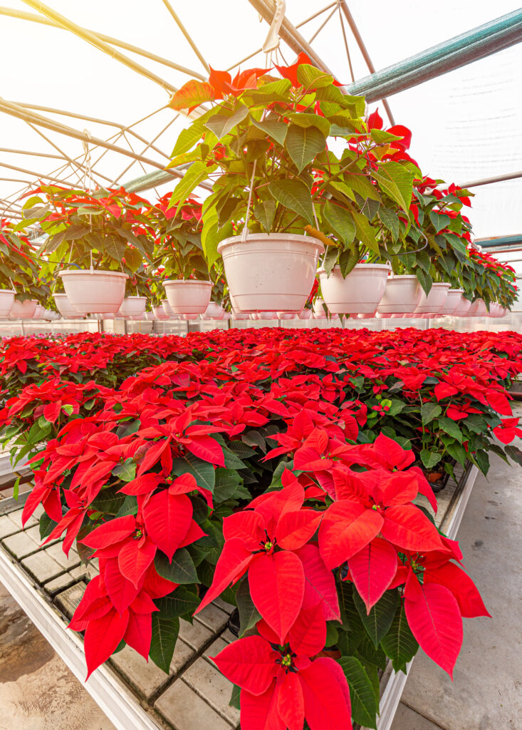 Poinsettia plants in hanging basket